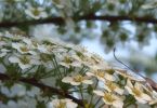 Schneeweißchen