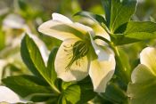 Helleborus orientalis