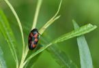 Blutzikade (Cercopis vulnerata) an Weide 1/125 Sek. bei f / 8,0