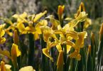 Iris spuria
