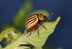Kartoffelkäfer (Leptinotarsa decemlineata) an Kartoffel 1/200 Sek. bei f / 29