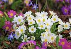 Primula vulgaris