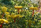 Sedum floriferum 'Weihenstephaner Gold'