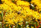 Sedum floriferum 'Weihenstephaner Gold'