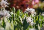 Stachys lavandulifolia
