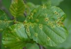 Erlengallmilbe  (Eriophyes laevis) an Erle 1/100 Sek. bei f / 3,5