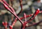 Pagoden-Hartriegel (Cornus controversa)   /   Gabelung