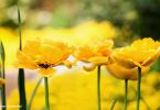 Knallgelb! Gefüllte Tulpen vor gelbem Steinkraut.
