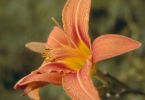 Ällabätsch (Gelbrote Taglilie, Hemerocallis fulva)
