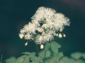 auf zum Kilimandscharo! (Akeleiblättrige Wiesenraute, Thalictrum aquilegiifolium)