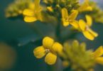im Karussell (Loesels Rauke, Sisymbrium loeselii)