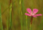 Hanni & Nanni (Kartäusernelke, Dianthus carthusianorum)