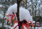 Hamamelis 'Diana'