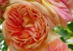 Sommer in Orange