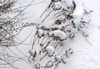 Fetthenne (Sedum spectabile)   /   Winterkalligraphie