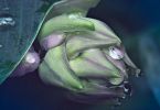 Funkie (Hosta ssp.)   /   Regengedanken-Blues