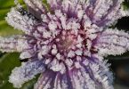 Stokesia laevis