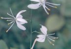3 Ballerinen (Traubige Graslilie, Anthericum liliago)
