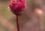 Trotzköpfle (Kleiner Wiesenknopf, Sanguisorba minor)