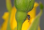 Rosenblütenstecher (Anthonomus rubi) an Rose 1/250 Sek. bei f / 25