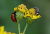 Käfer und Larve vom Siebenpunktmarienkäfer (Coccinella septempunctata) an Wucherblume 1/125 Sek. bei f / 8,0