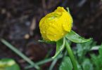 Ranunkel (Ranunculus asiaticus)   /   Wunder eines Regentages
