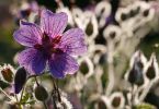 Geranium x magnificum