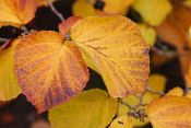 Hamamelis x intermedia