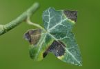 Efeukrebs (Xanthomonas campestris pv. hederae) an Efeu 1/125 Sek. bei f / 6,3