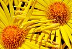 Sonnenbraut  (Helenium  hoopesii)   /   Verzahnung