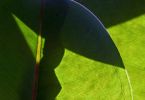Gummibaum (Ficus elastica)   /   Stierfrau mit Schirm