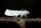 Falter einer Gespinstmotte (Yponomeutidae) an Traubenkirsche 1/200 Sek. bei f / 36