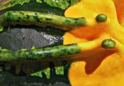 Zierkürbis (Cucurbita pepo)   /   Stielaugen