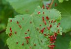 Lindenstiftgallmilbe (Eriophyes tiliae) an Linde 1/125 Sek. bei f / 5,0