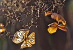 Kletterhortensie (Hydrangea petiolaris)   /   Church on Sunday