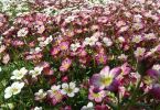 Josef Loibl_Saxifraga Loibl klein.jpg