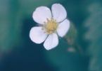 vom Nichts ins Licht (Wald‐Erdbeere, Fragaria vesca)