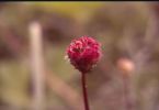 Trotzköpfle (Kleiner Wiesenknopf, Sanguisorba minor)