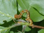 Larve eines Spanners (Geometridae) an Buche 1/125 Sek. bei f / 20