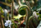 Dryopteris filix-mas