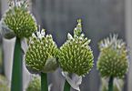 Winterheckenzwiebel (Allium fistulosum)   /   Vorwitz