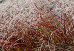 Panicum virgatum 'Rehbraun'