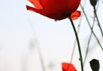Papaver rhoeas