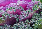 Zierkohl (Brassica oleracea var. acephala)   /   Brandung