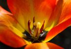 Tulipa Kaufmanniana-Hybride