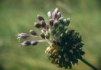der letzte Schrei aus Ascot (Schnittlauch, Allium schoenoprasum)