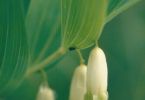 Abhängen! (Echter Salomonssiegel, Polygonatum odoratum)