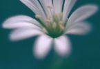 Silvester‐Rakete (Gras‐Sternmiere, Stellaria graminea)