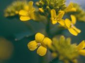 im Karussell (Loesels Rauke, Sisymbrium loeselii)