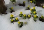pflanzen-schneeundeis_22.jpg